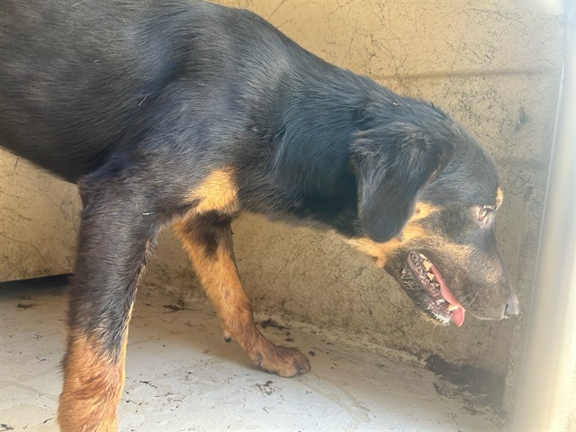 A480630, a German Shepherd, available for adoption
