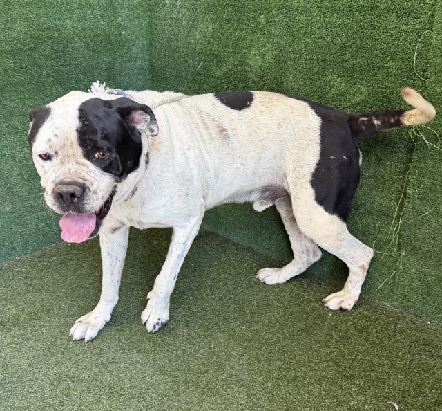 Zero, a Cane Corso Mastiff, available for adoption