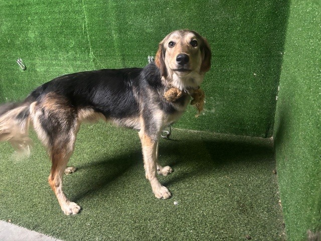 A5801310, a German Shepherd, available for adoption