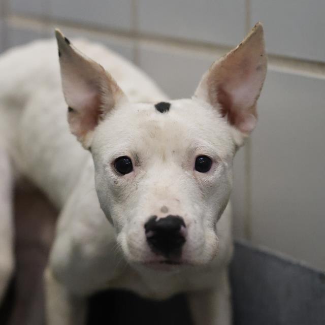 Tallulah, a American Staffordshire Terrier (mix breed), available for adoption