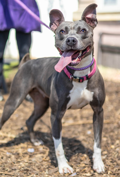 Gravity, a Pit Bull Terrier (mix breed), available for adoption