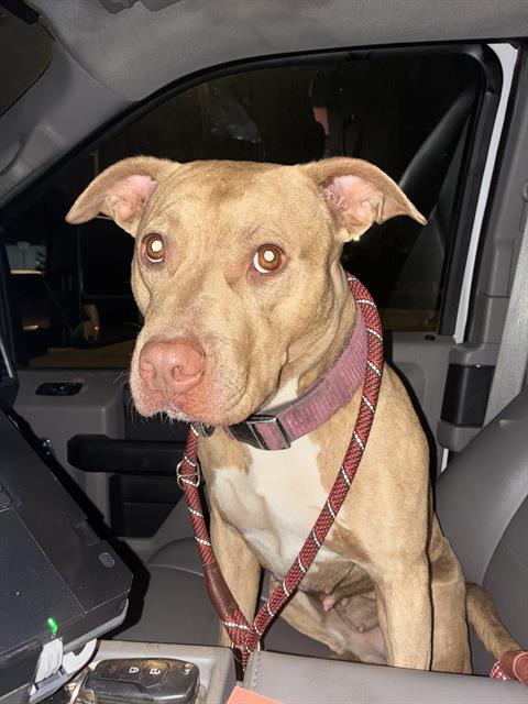 A480698, a Pit Bull Terrier (mix breed), available for adoption