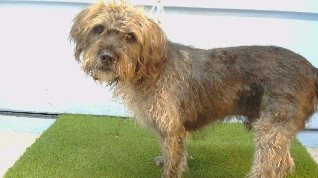 Rocky, a Terrier, available for adoption