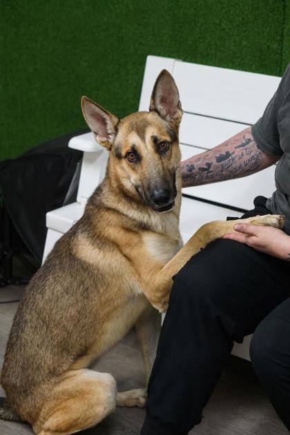 Andre, a German Shepherd, available for adoption
