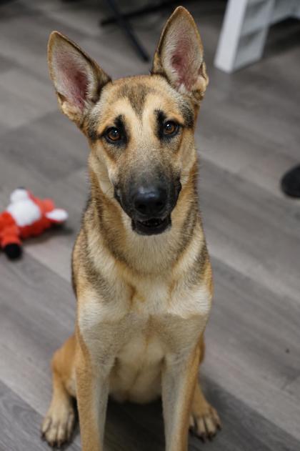 Andre, a German Shepherd, available for adoption