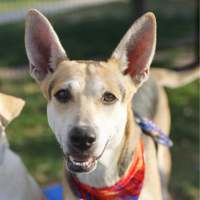 Roxy, a Carolina Dog (mix breed), available for adoption