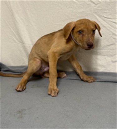 Fluid, a German Shepherd, available for adoption