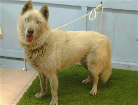 A5802416, a Siberian Husky, available for adoption