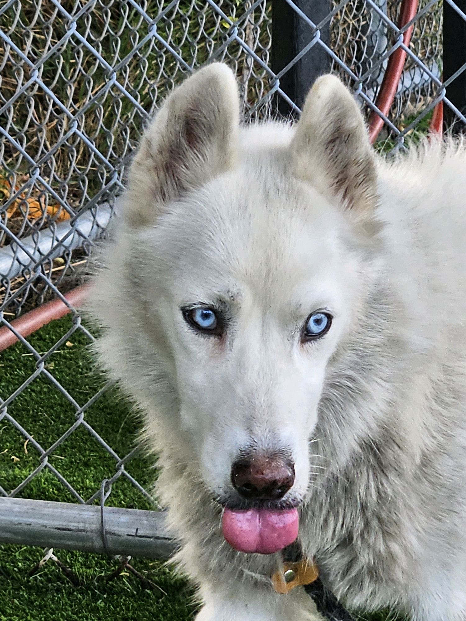 Snowfalls, a Siberian Husky, available for adoption
