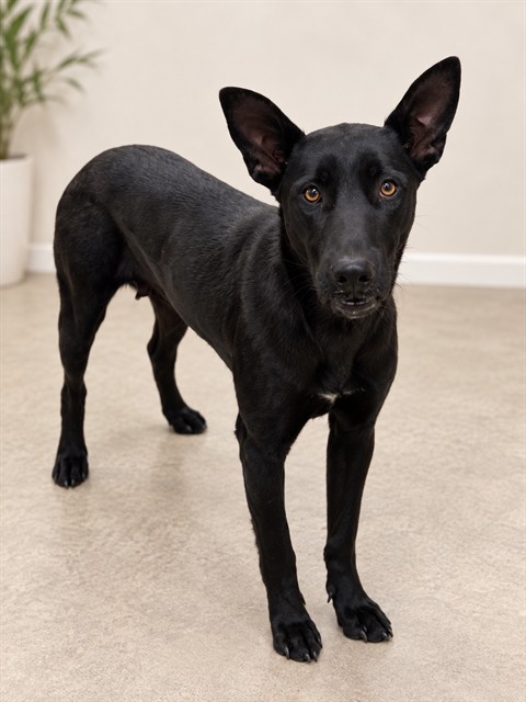 Bonita, a German Shepherd, available for adoption