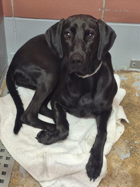 Pineapple, a Labrador Retriever (mix breed), available for adoption