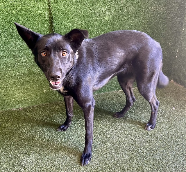 Girl, a Labrador Retriever, available for adoption
