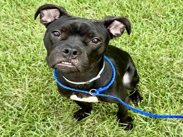 Wrigley, a Pit Bull Terrier (mix breed), available for adoption