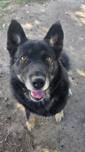 Oso, a German Shepherd, available for adoption