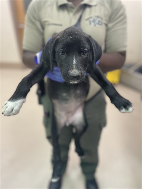 Toni, a Hound (mix breed), available for adoption