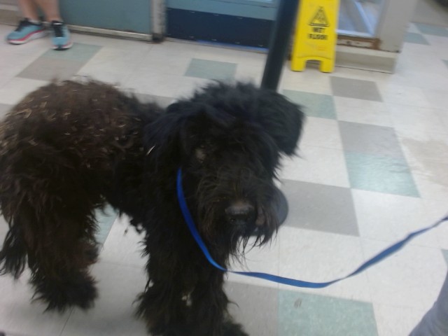 A481039, a Standard Poodle (mix breed), available for adoption