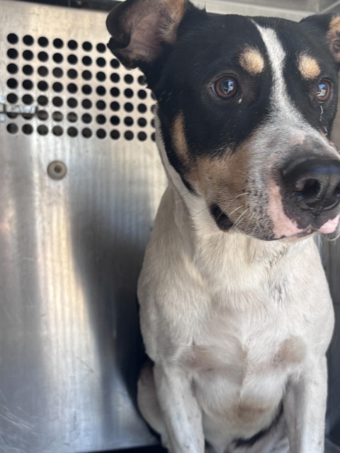 A481014, a Pit Bull Terrier (mix breed), available for adoption