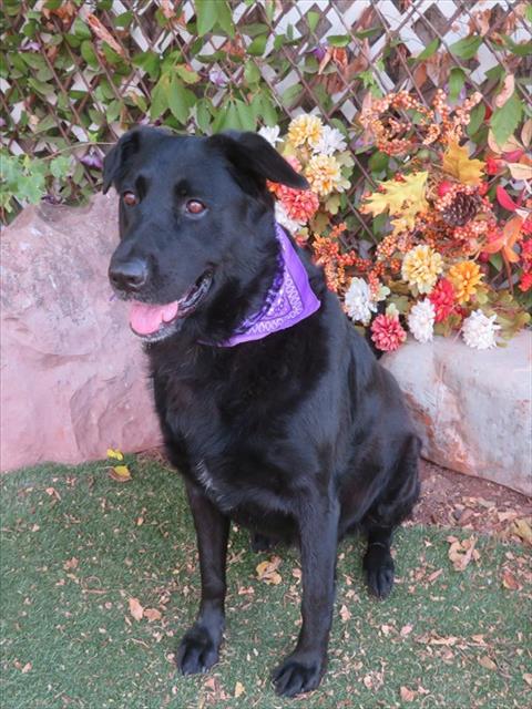 Shadow, a Black Labrador Retriever, available for adoption