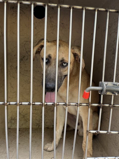 A480981, a Black Mouth Cur (mix breed), available for adoption