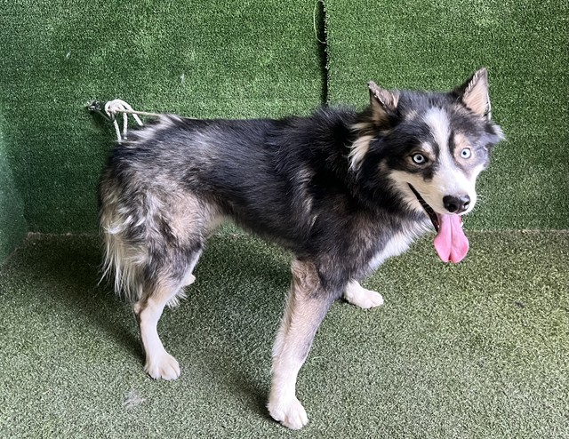 Chulo, a Siberian Husky, available for adoption
