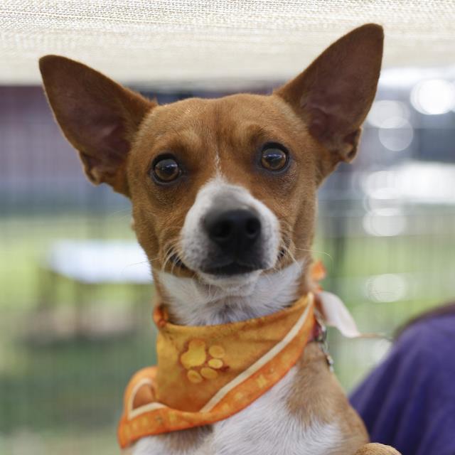 Cinnimon, a Rat Terrier (mix breed), available for adoption