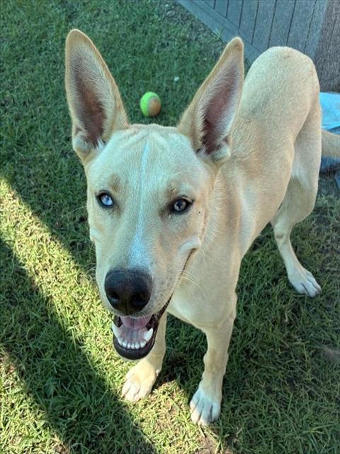 Foo, a Carolina Dog, available for adoption