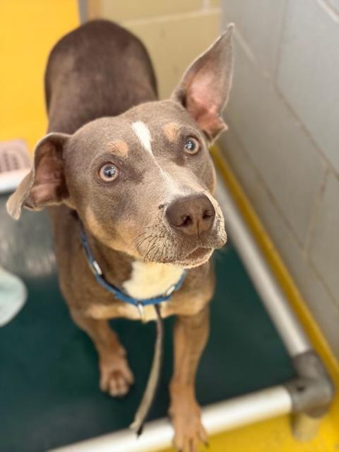 Boopy, a Pit Bull Terrier (mix breed), available for adoption