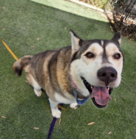 Penny Lane, a Siberian Husky, available for adoption
