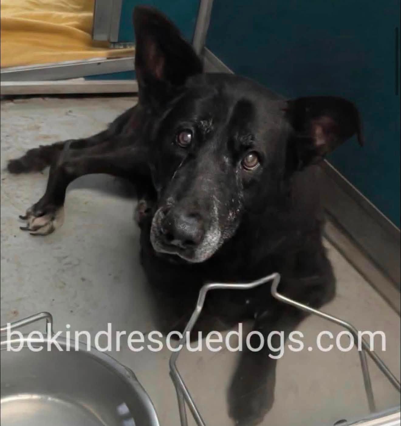 A481284, a German Shepherd, available for adoption