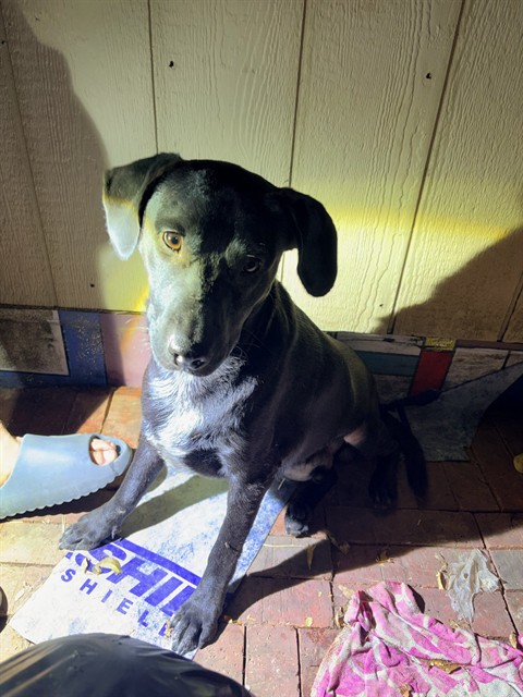 Teddy, a Hound (mix breed), available for adoption