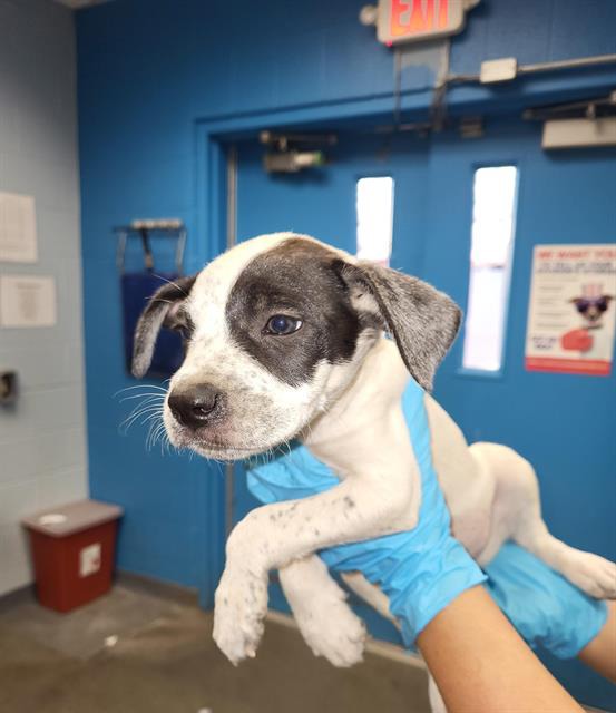 Pawrruko, a Terrier (mix breed), available for adoption