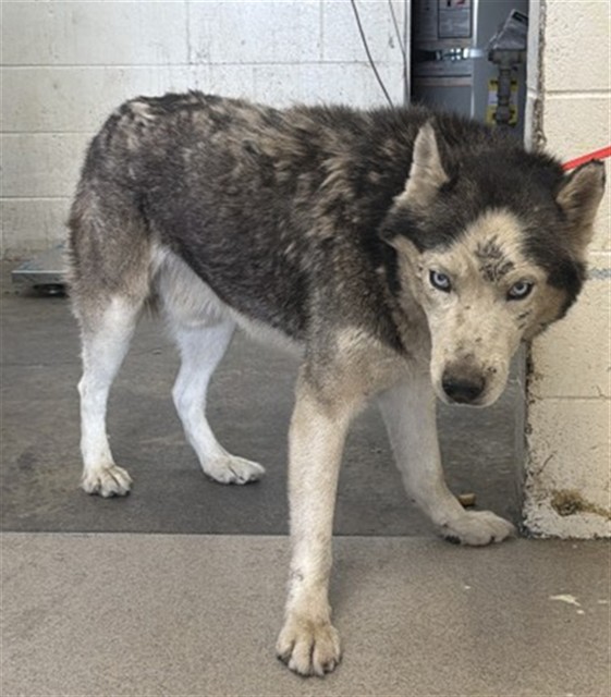A599211, a Siberian Husky, available for adoption