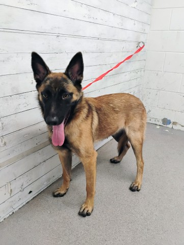 Daisy, a Belgian Shepherd Malinois, available for adoption