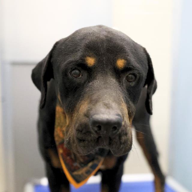 R-Lo, a Rottweiler, available for adoption