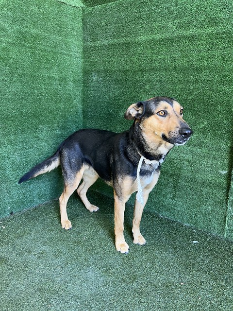 Niko, a German Shepherd, available for adoption