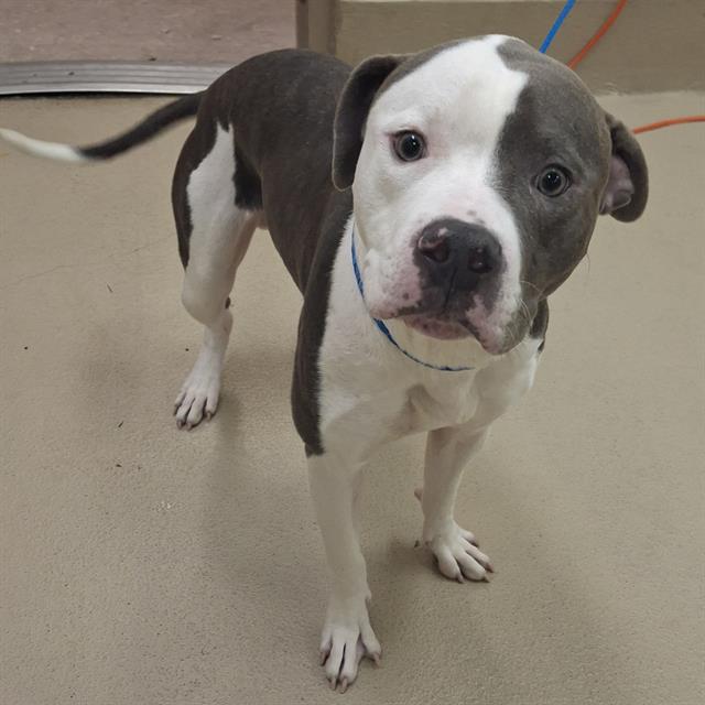Lowell, a Pit Bull Terrier (mix breed), available for adoption