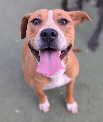 Poppy*, a Pit Bull Terrier (mix breed), available for adoption