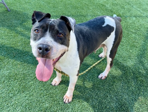 Maisie, a Pit Bull Terrier, available for adoption