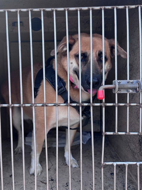 Oliver, a Black Labrador Retriever (mix breed), available for adoption