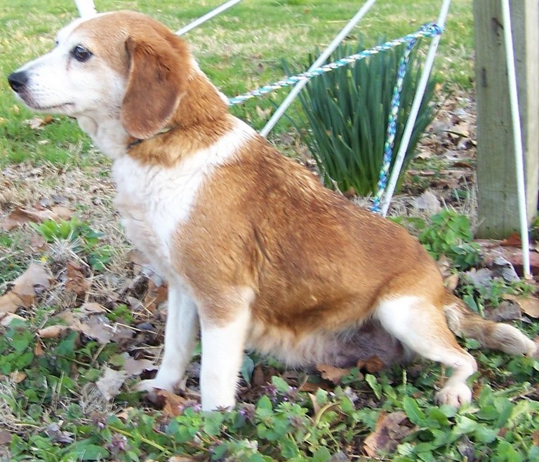 Other Photos of thie Dog