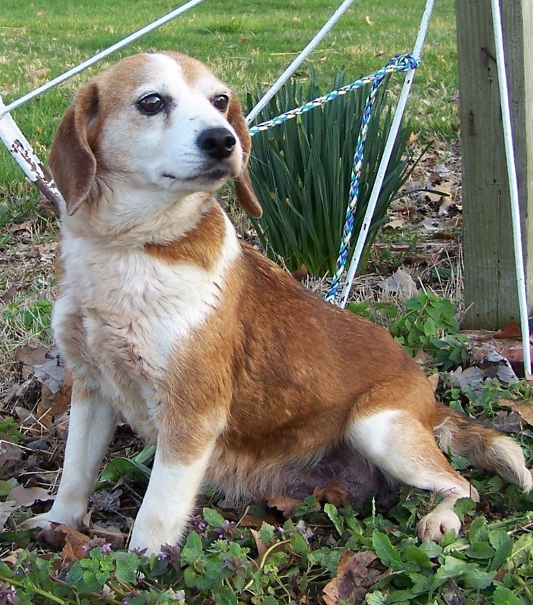Other Photos of thie Dog