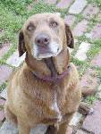Other Photos of thie Dog