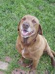 Other Photos of thie Dog