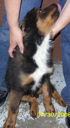 Other Photos of thie Dog