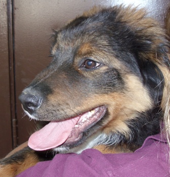 Other Photos of thie Dog