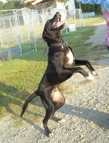 Other Photos of thie Dog