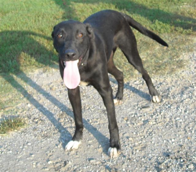 Other Photos of thie Dog