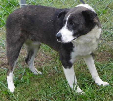Other Photos of thie Dog
