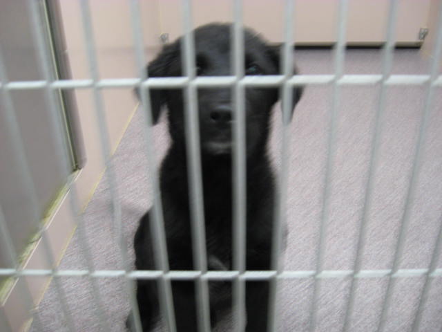 Other Photos of thie Dog
