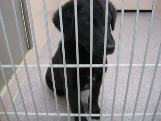 Other Photos of thie Dog